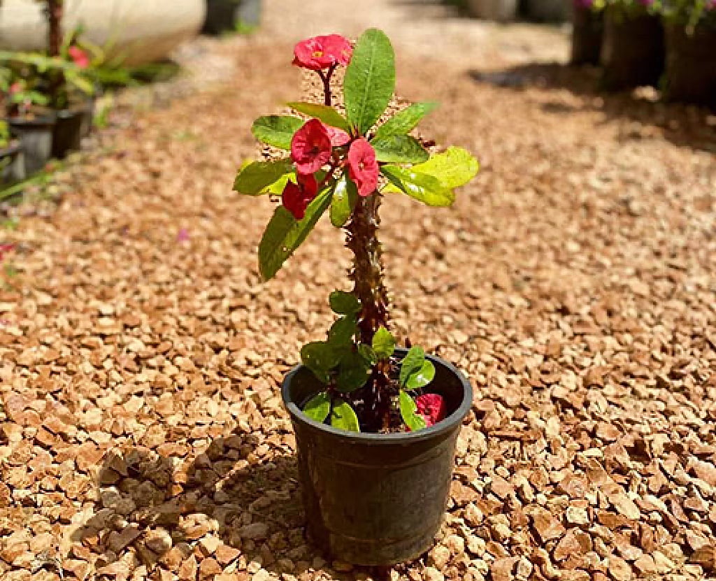 Euphorbia - Image 3