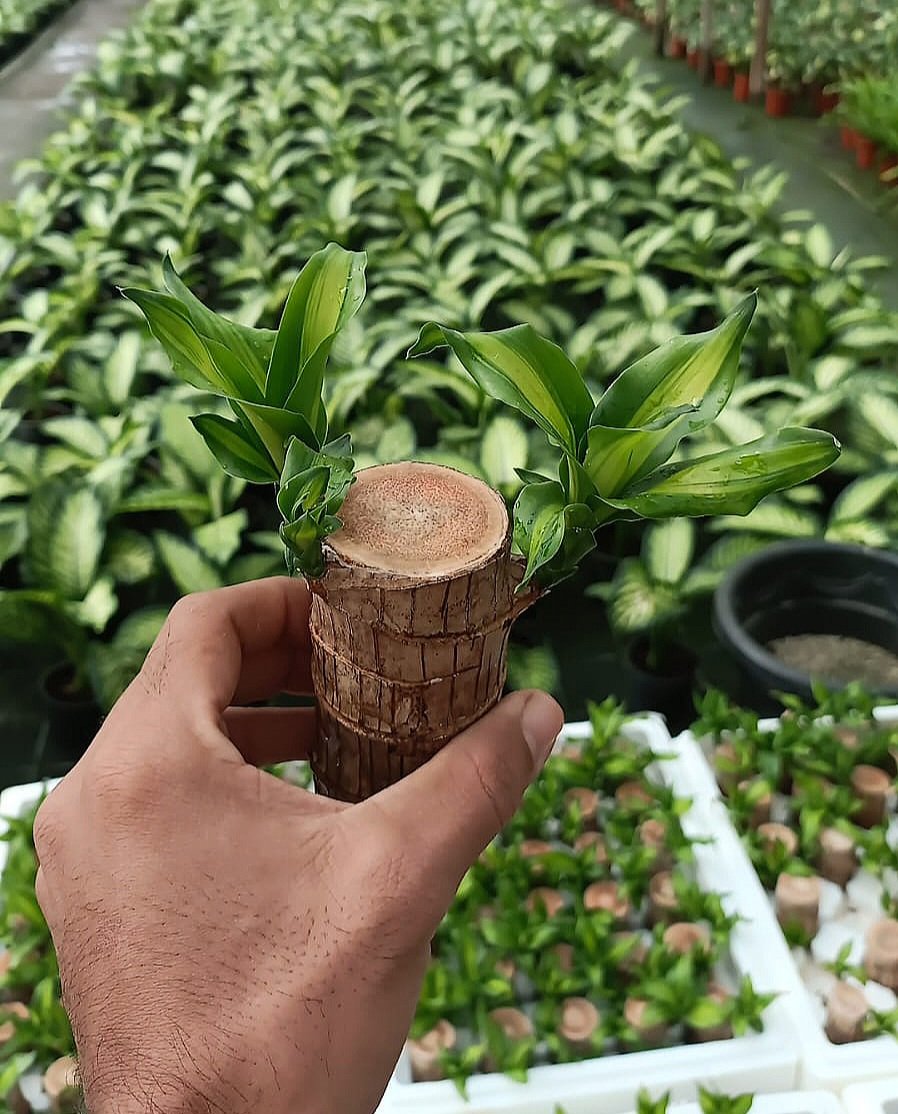 Brazilian Lucky Bamboo  - Image 3