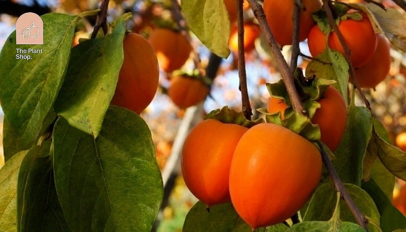 Kaka Tree  - Image 1