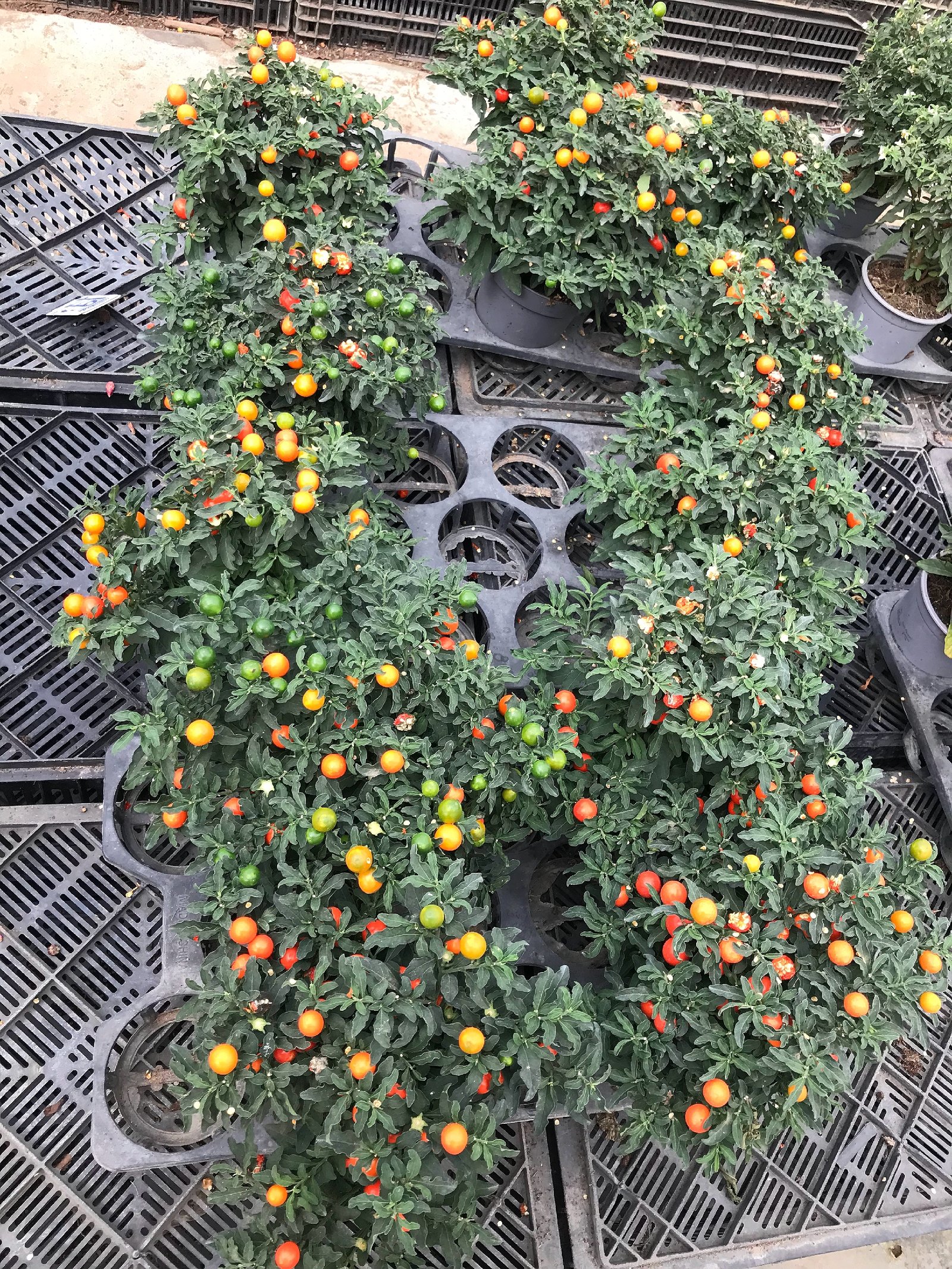 Solanum Pseudocapsicum - Image 2