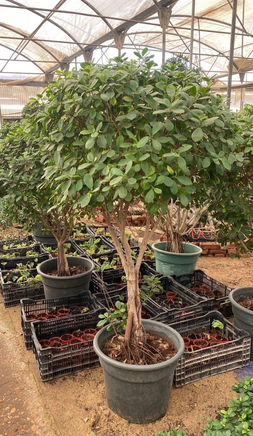 Ficus Panda - Image 5