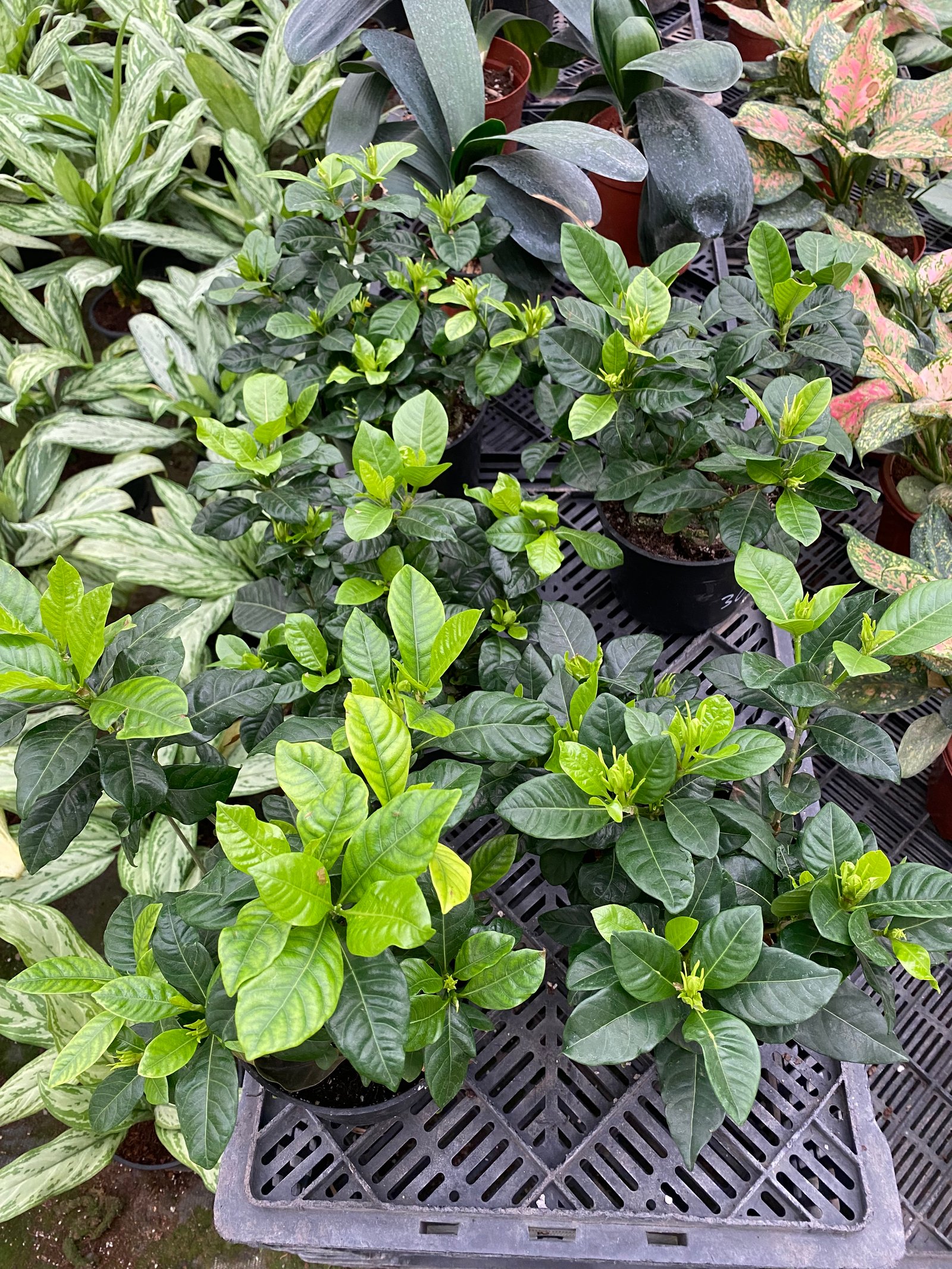 Gardenia - Image 3