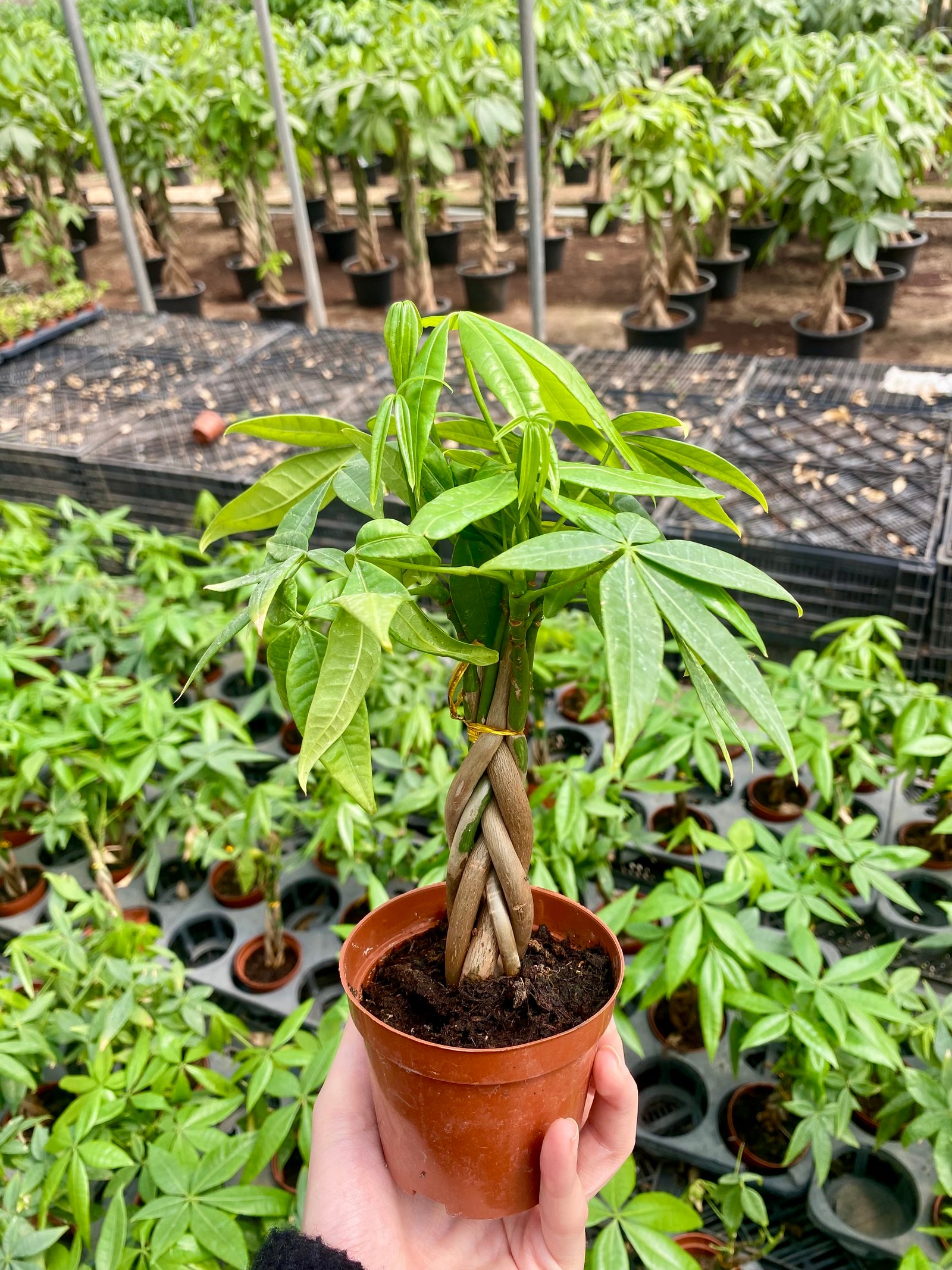Baby Money Tree  - Image 3