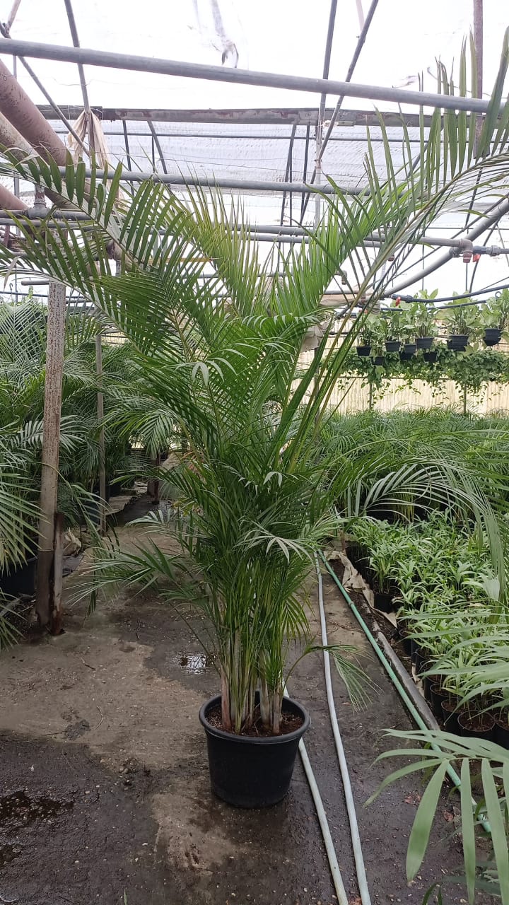 Yellow Areca Palm - Image 10