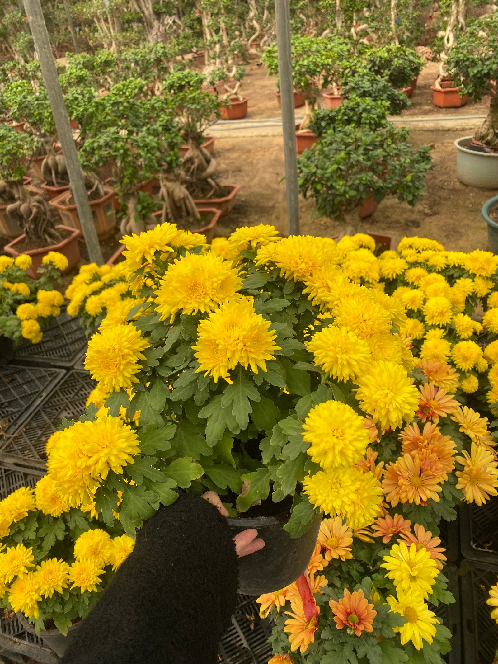 Chrysanthemum  - Image 4