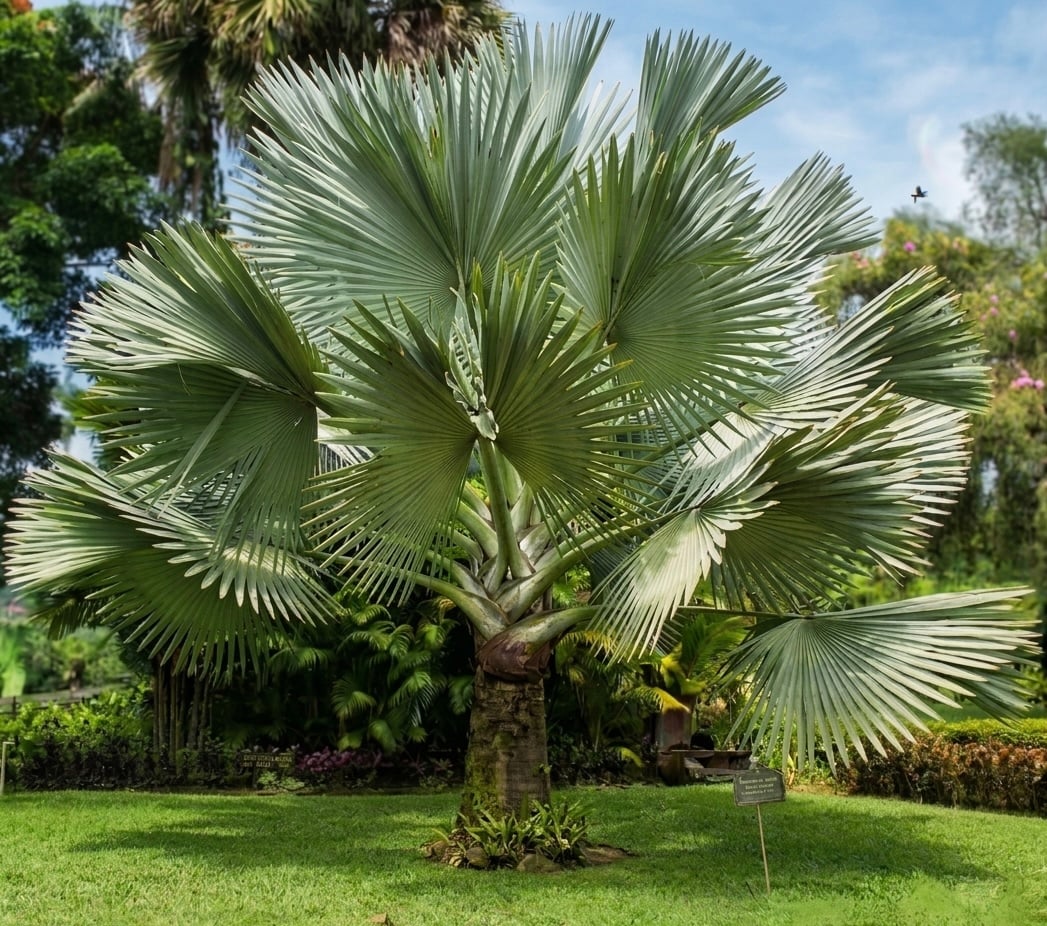 BISMARCK PALM - Image 3