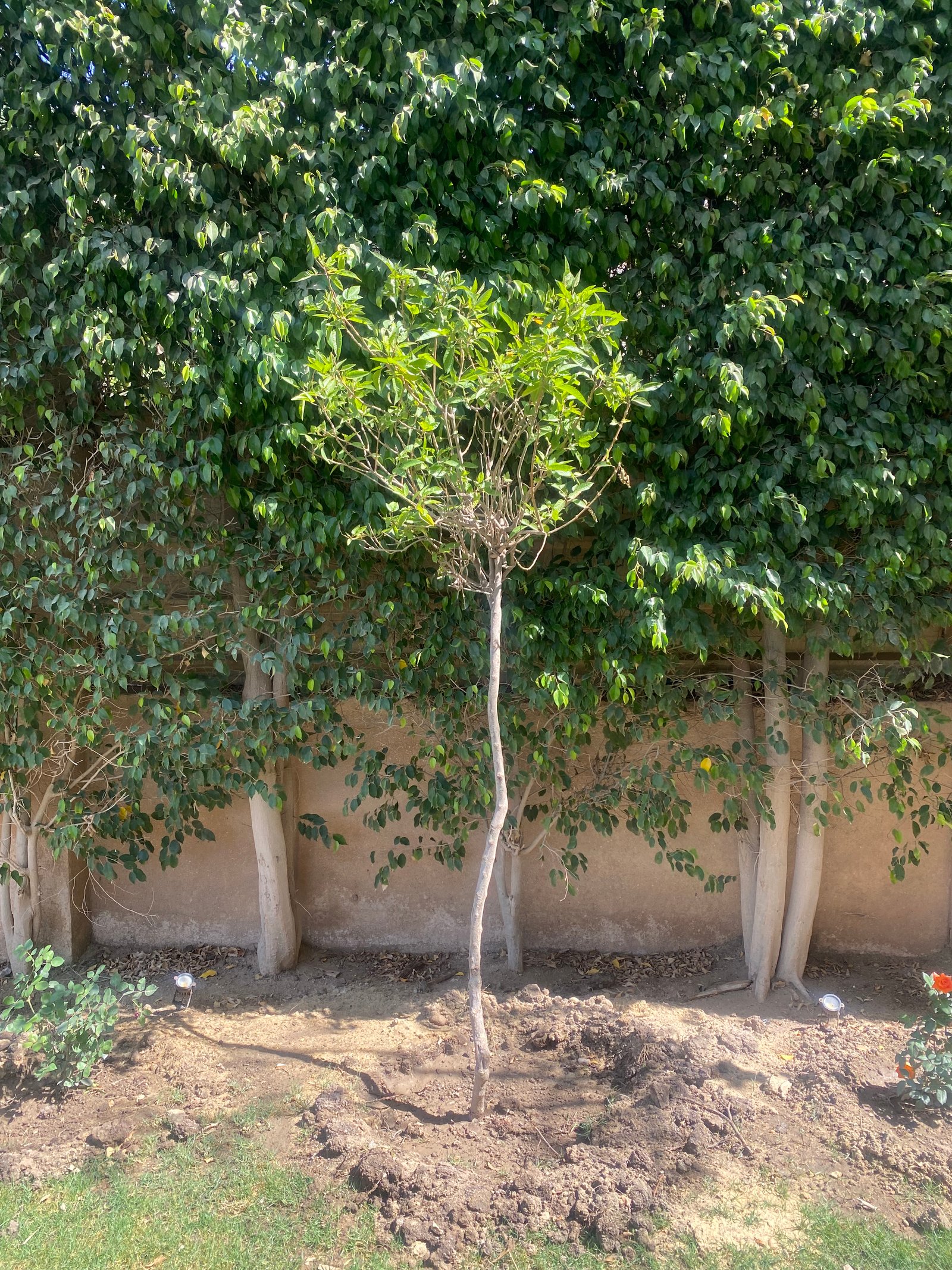 Tecoma Tree  - Image 3