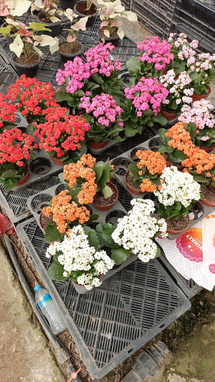 Florist Kalancheo - Image 10
