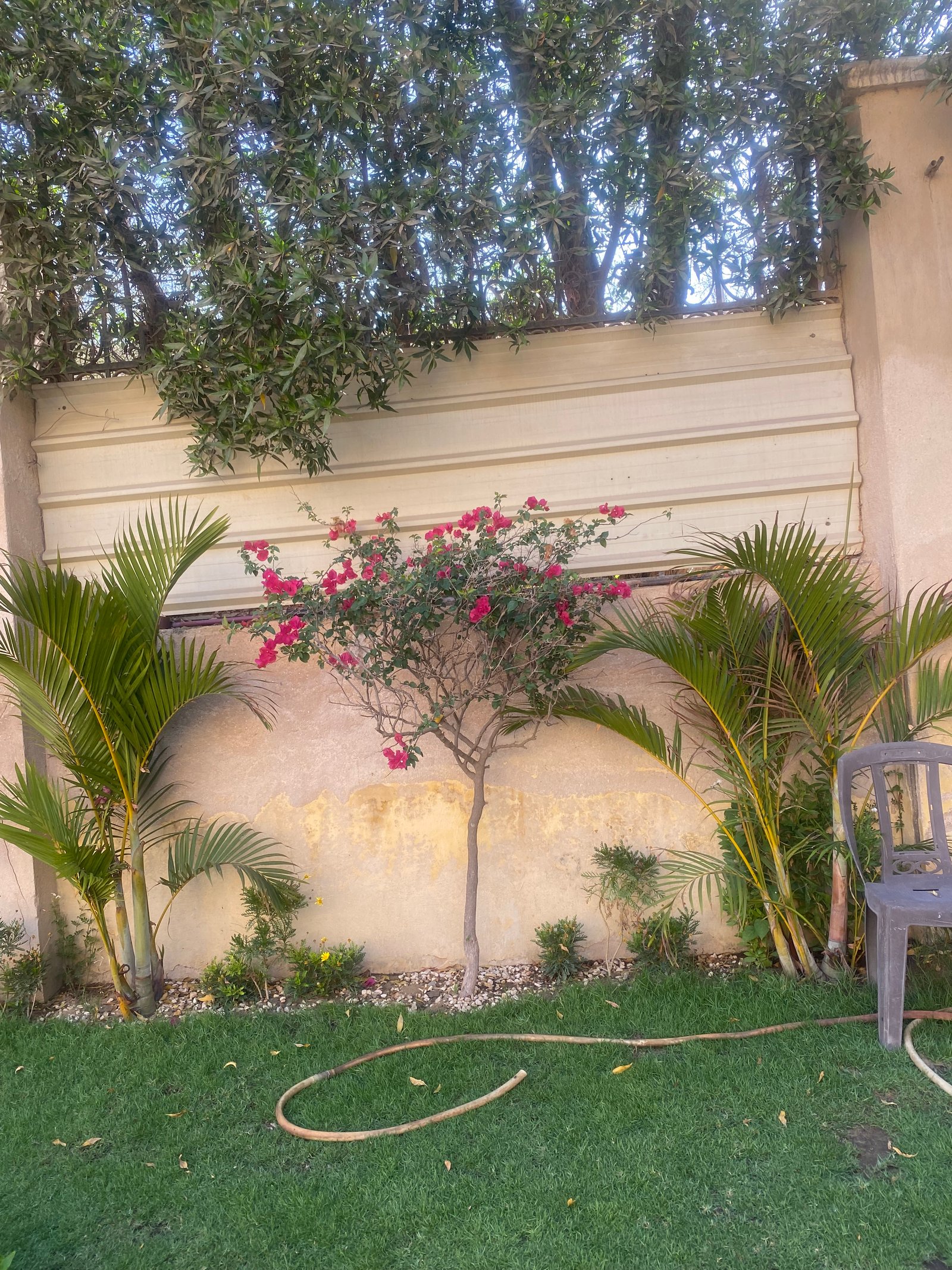 Bougainvillea  - Image 6