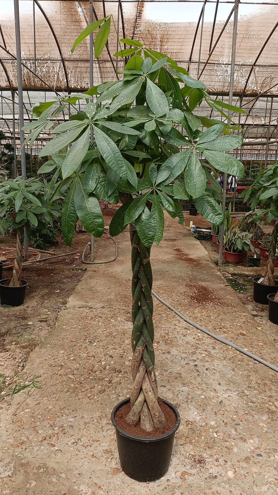 Money Tree - Image 9