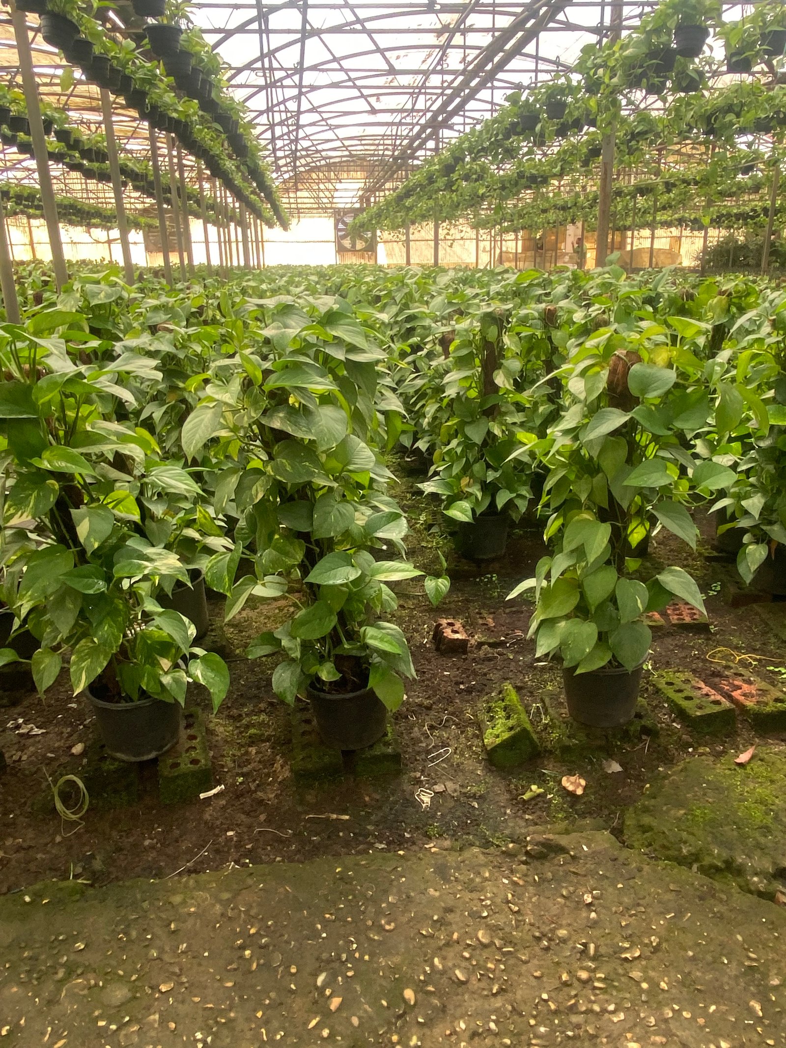   Golden Pothos Stick - Image 3