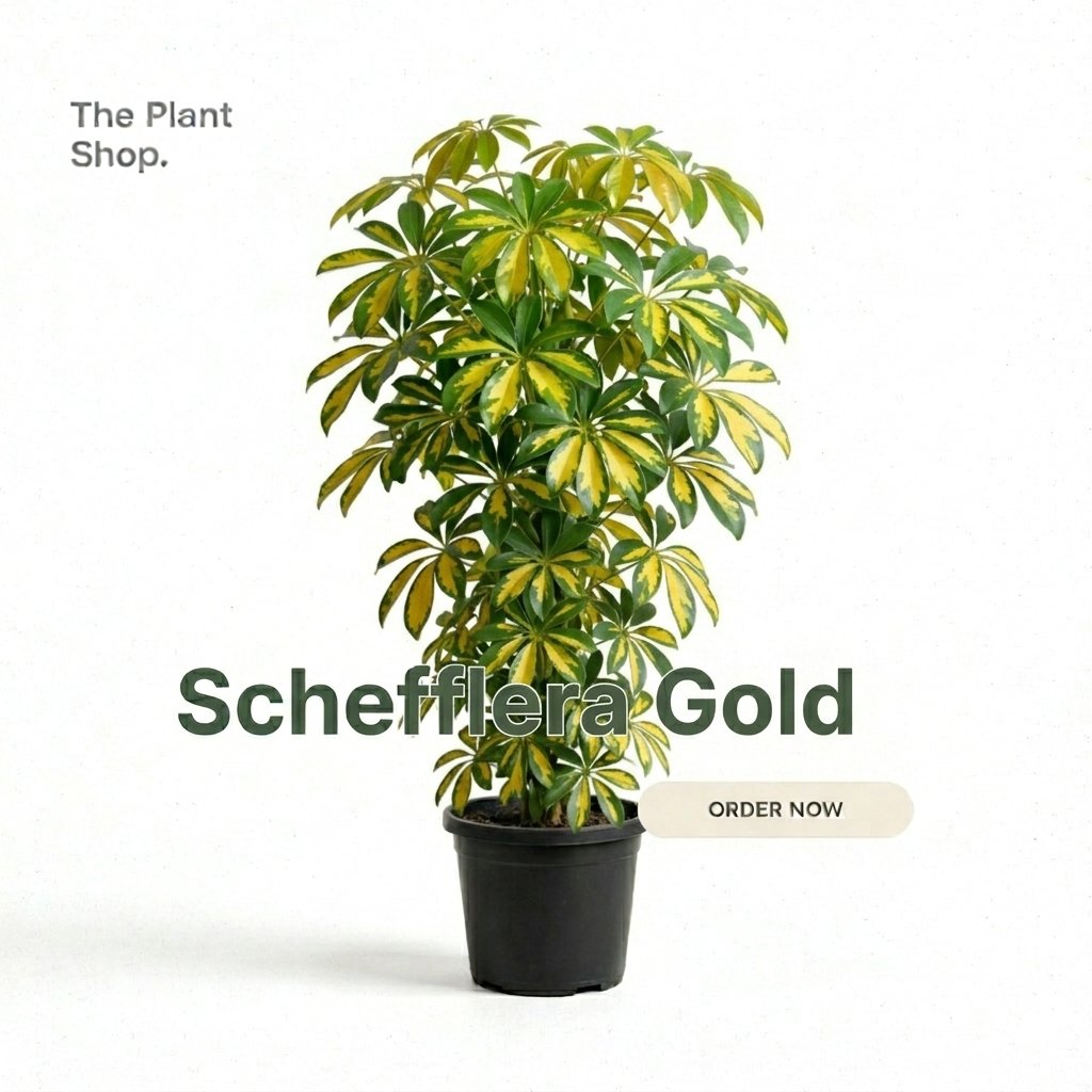 Schefflera Gold  - Image 1