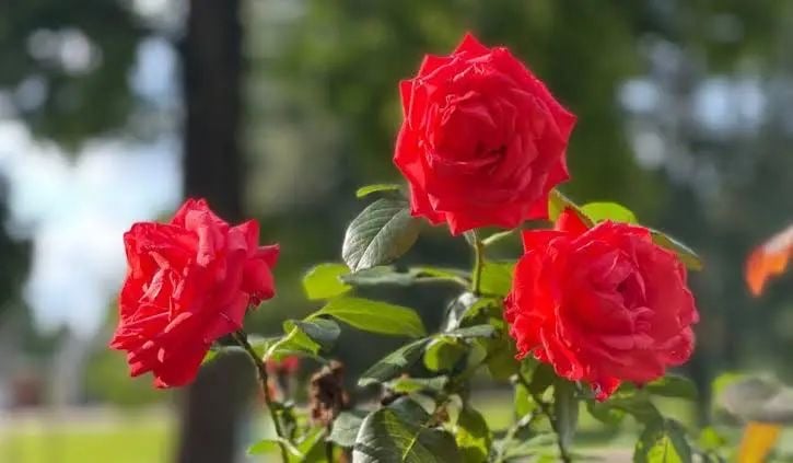 China rose - Image 9