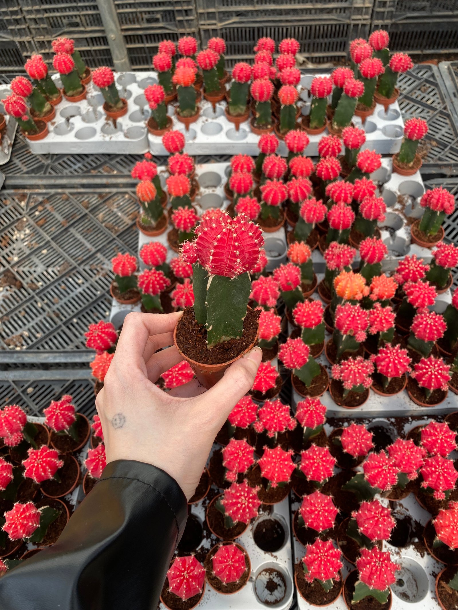 Neon Cactus - Image 6