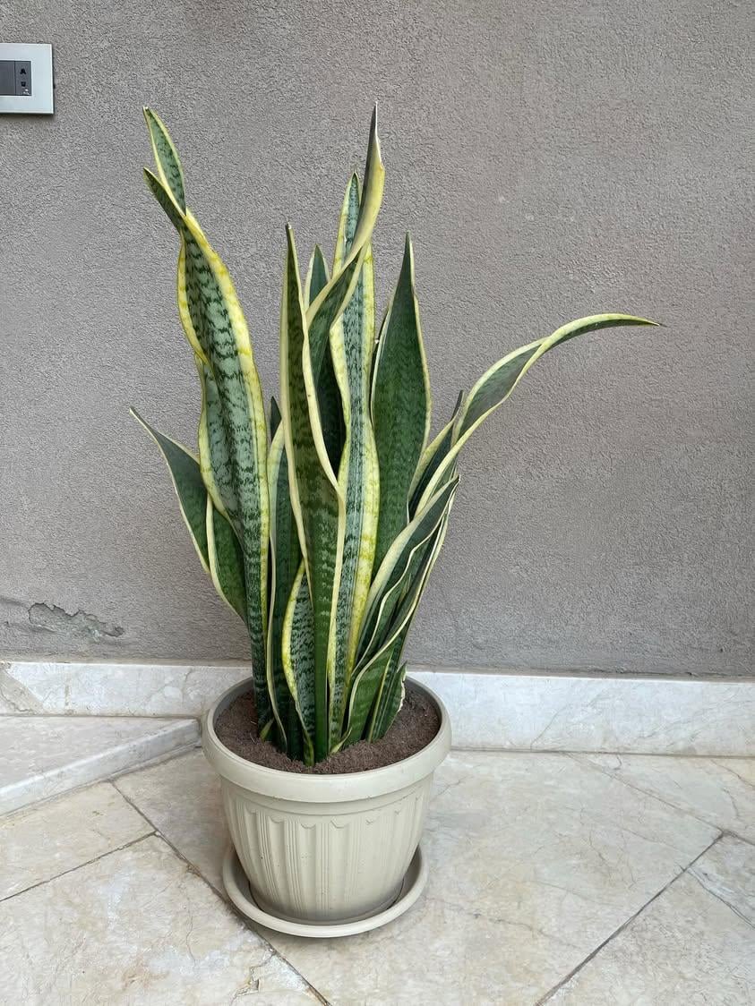 Snake Plant - Image 2