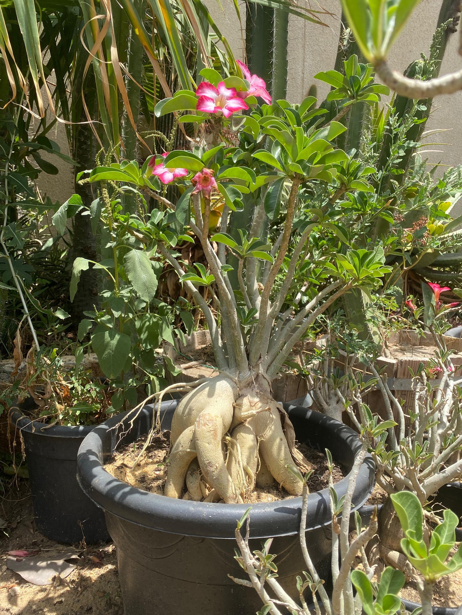 Flowery Bonsai - Image 7
