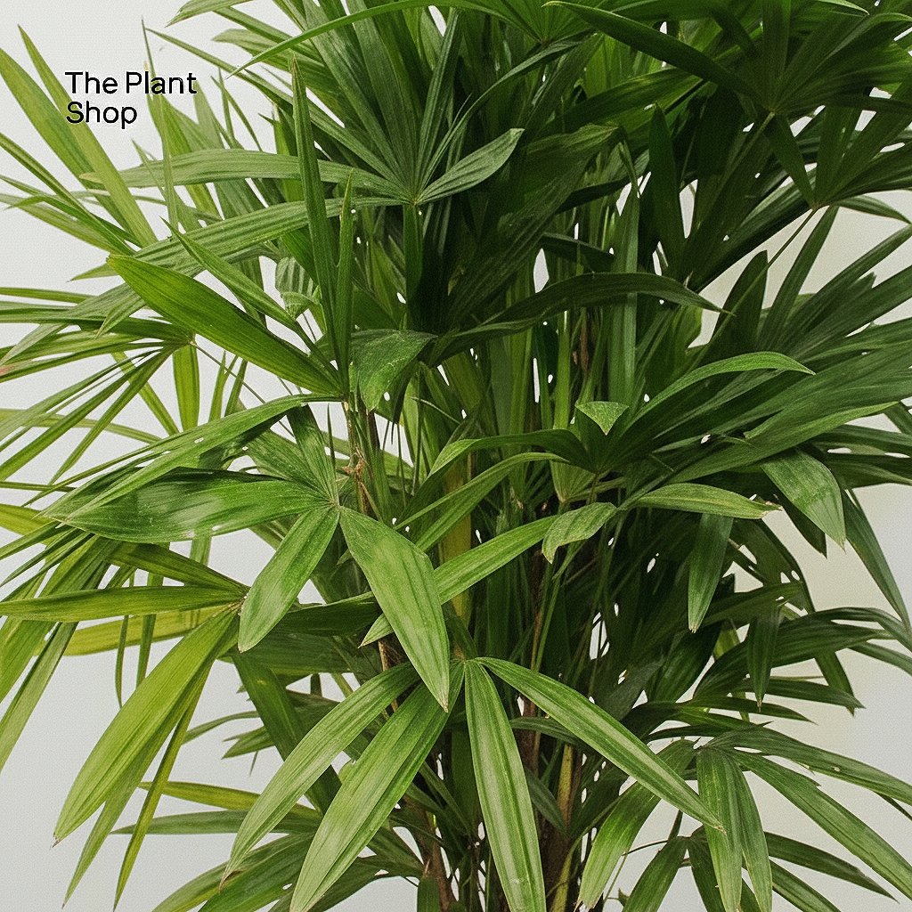 Rhapis 