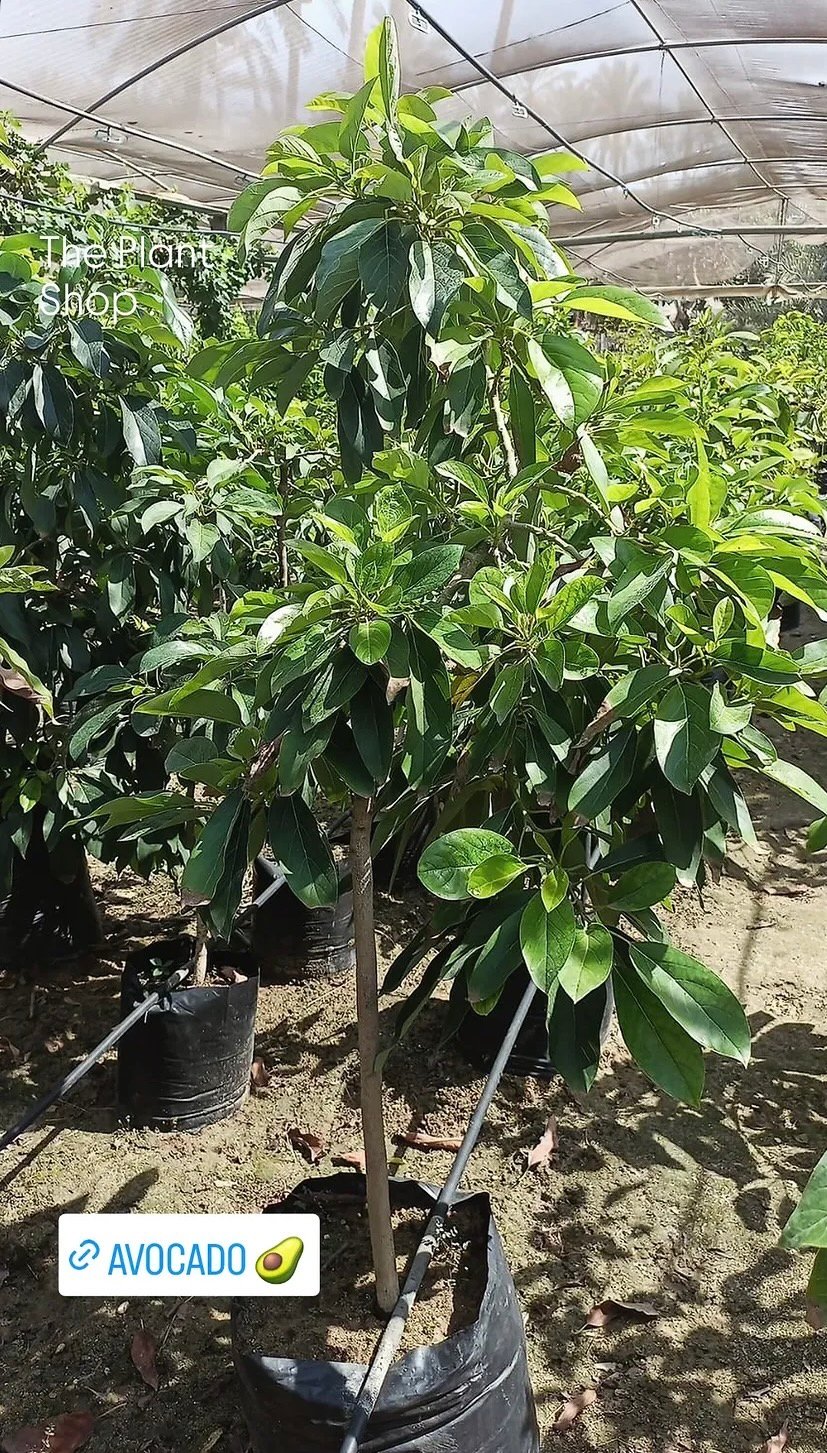 Avocado Tree - Image 2