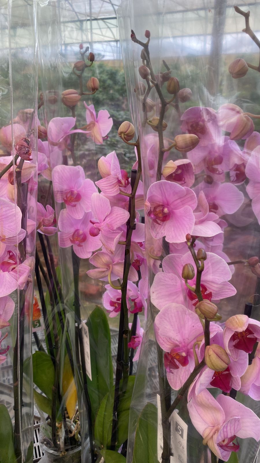 Royal Orchids - Image 8