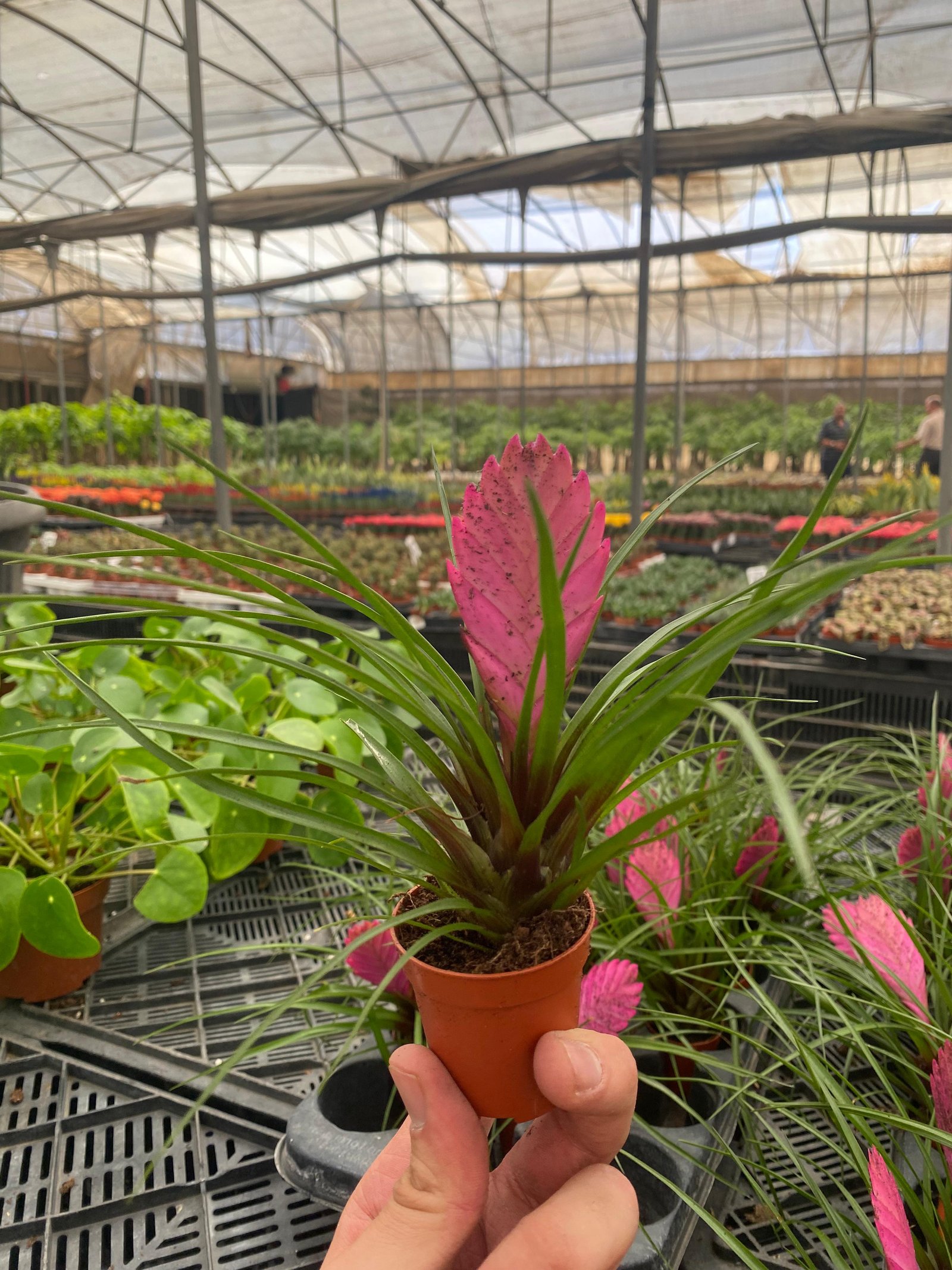 Pink Quill - Image 2
