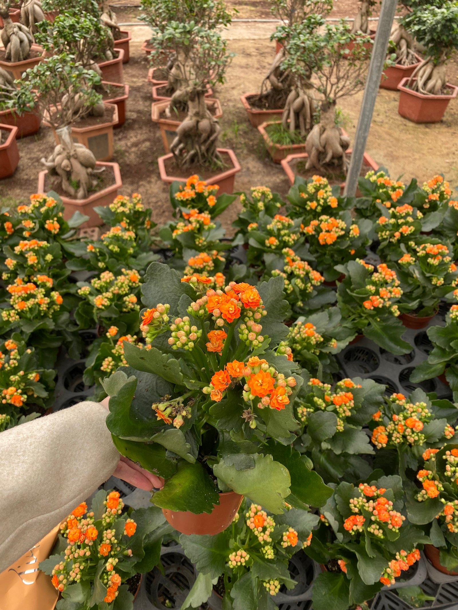 Florist Kalancheo - Image 12