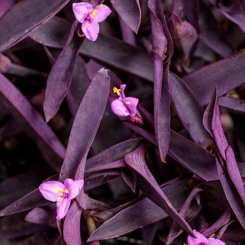 Tradescantia - Image 4