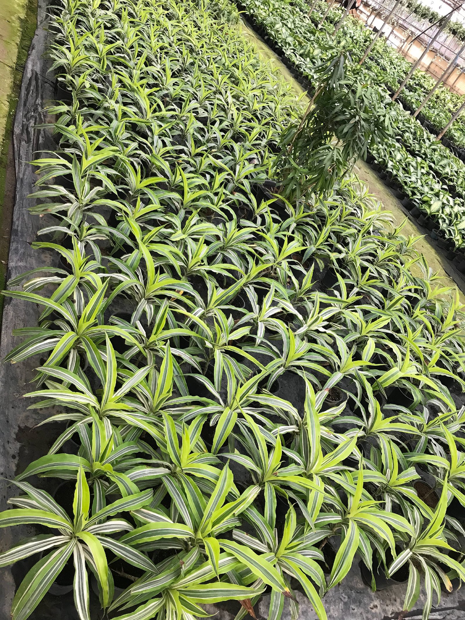 Spider Plant  - Image 7
