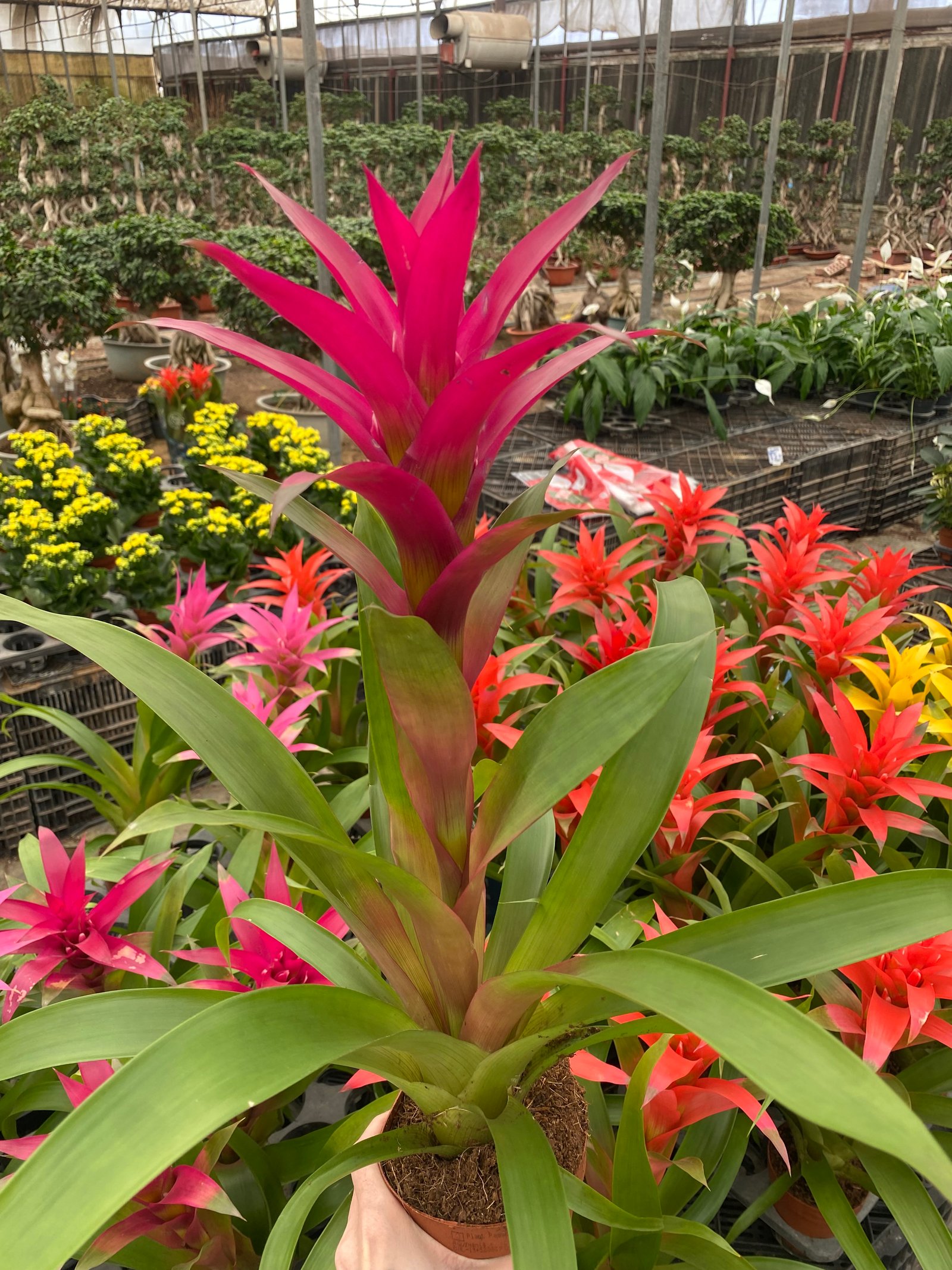 Guzmania - Image 6