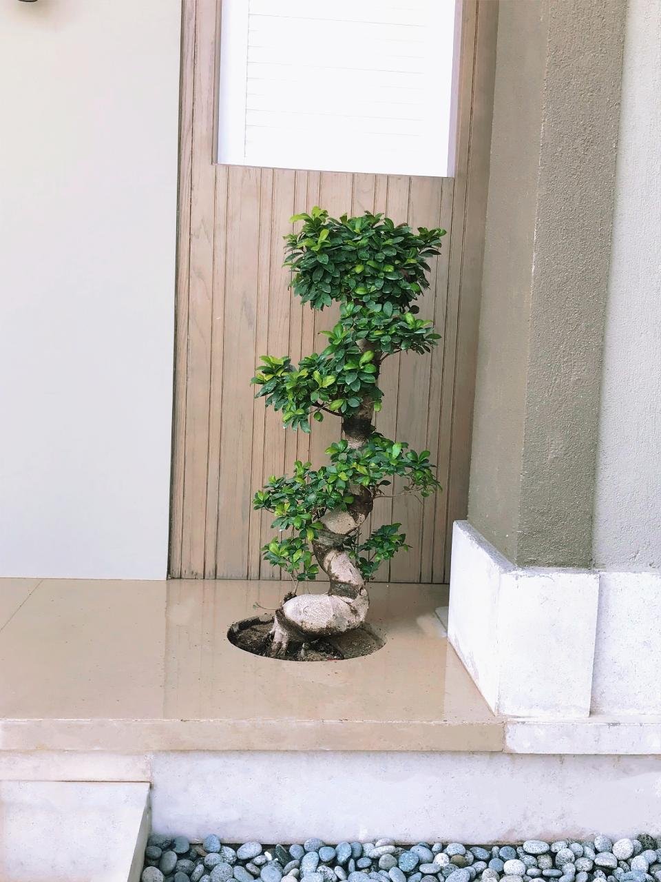 S Shape Bonsai Tree - Image 5