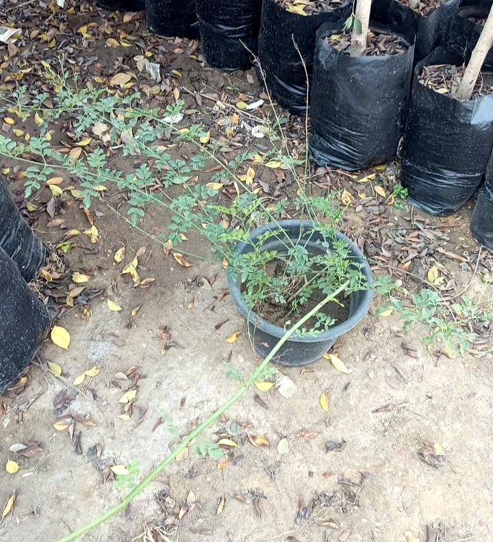 Jasmine Tree  - Image 3