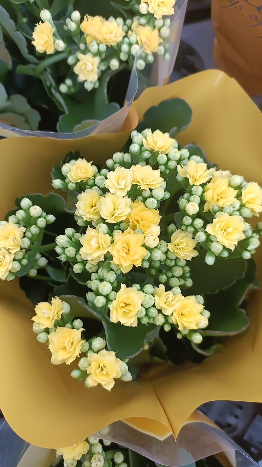Florist Kalancheo - Image 8