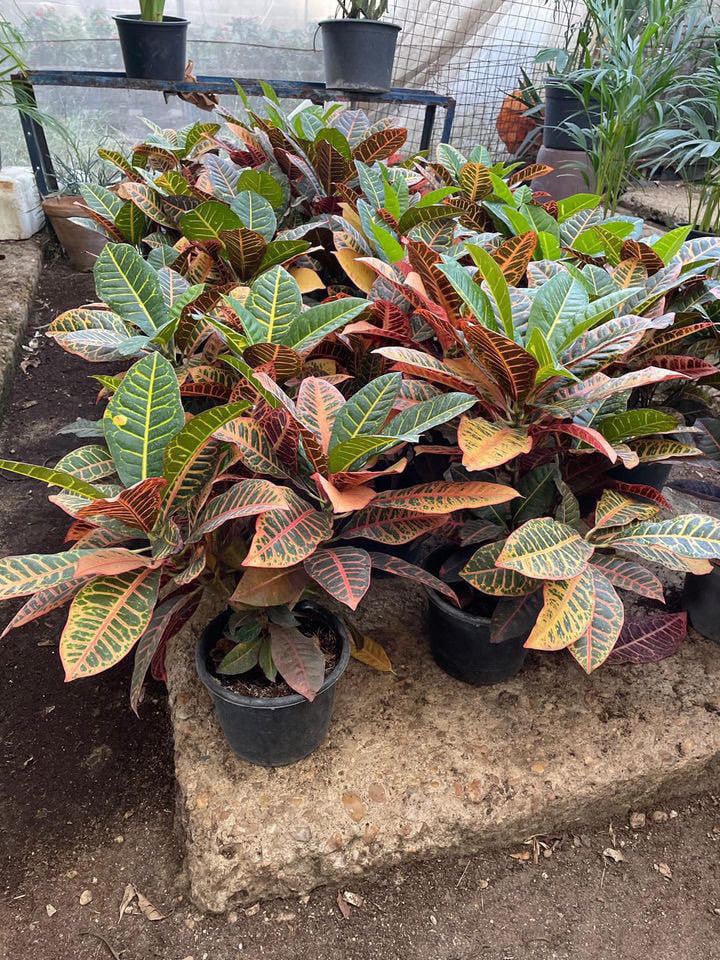 Crotons - Image 5