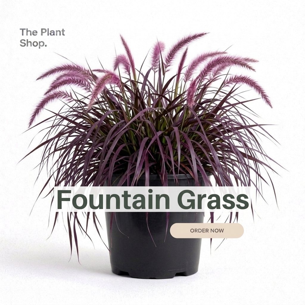 Fountain Grass  - Image 1