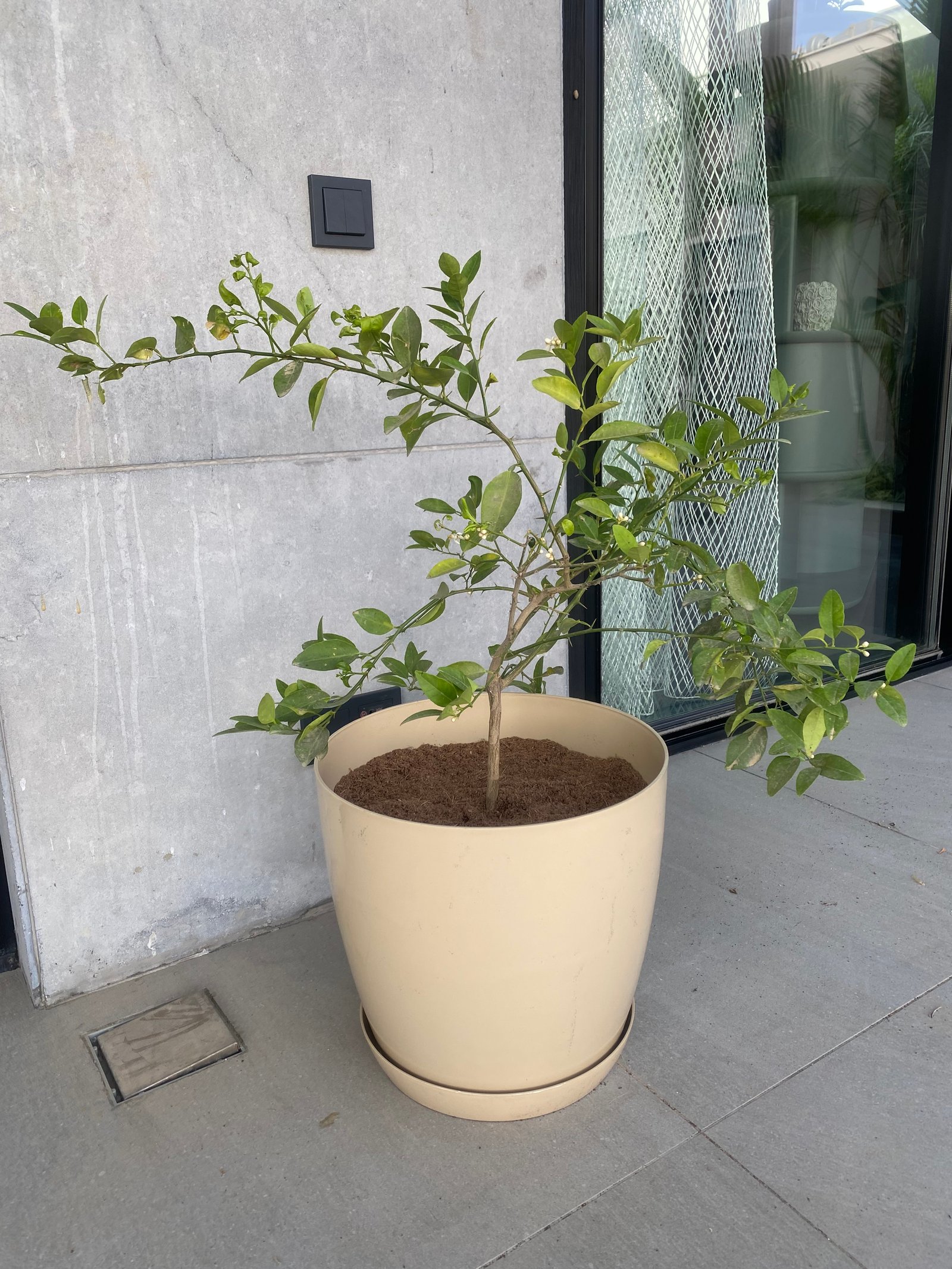 Dwarf Lemon Tree - Image 4