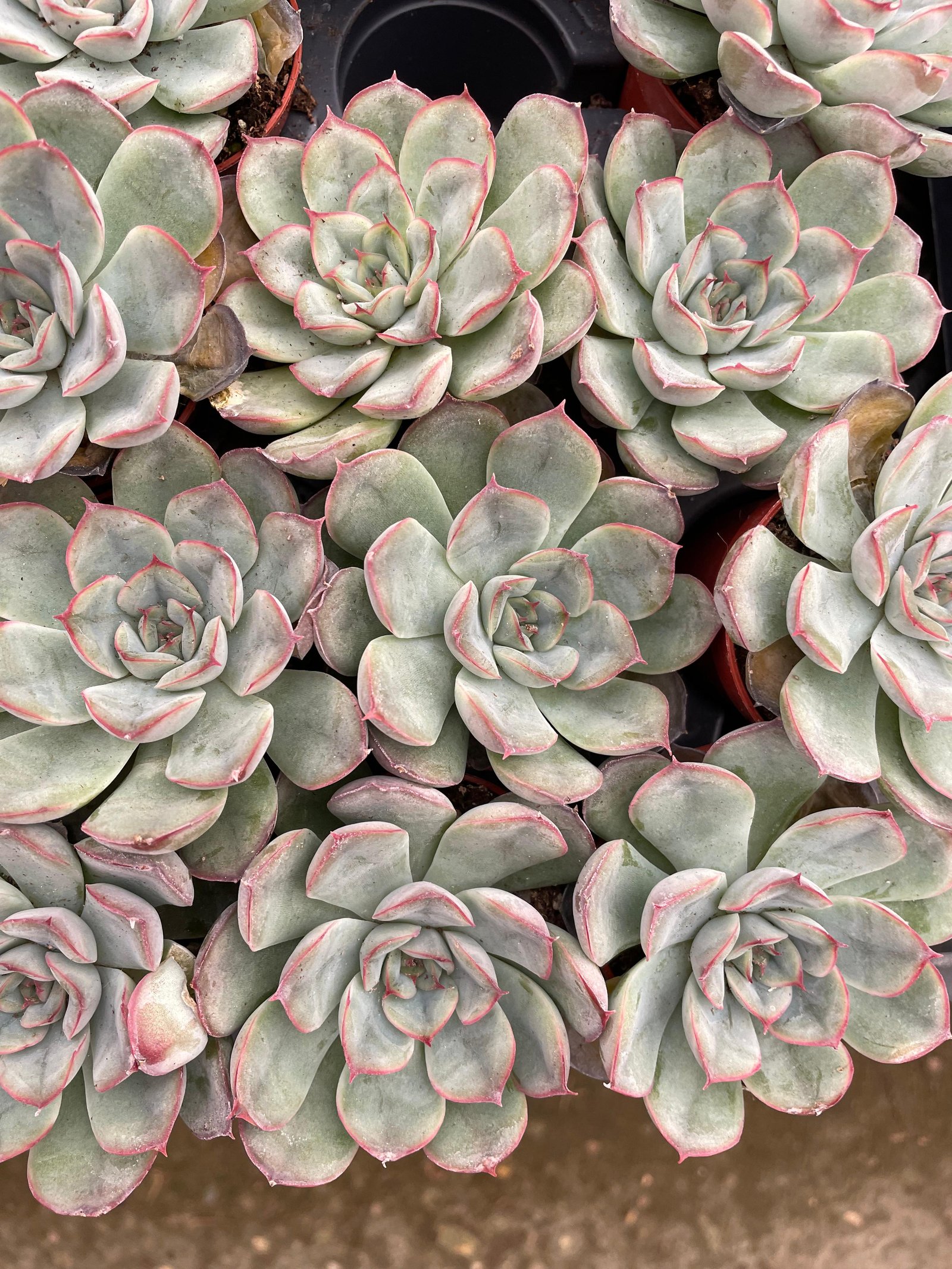 Echeverias Cactus - Shape 4 - Image 1