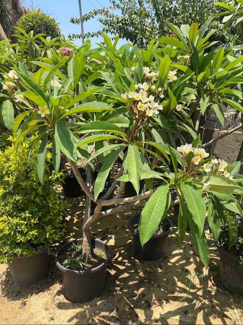 Indian Jasmine  - Image 4