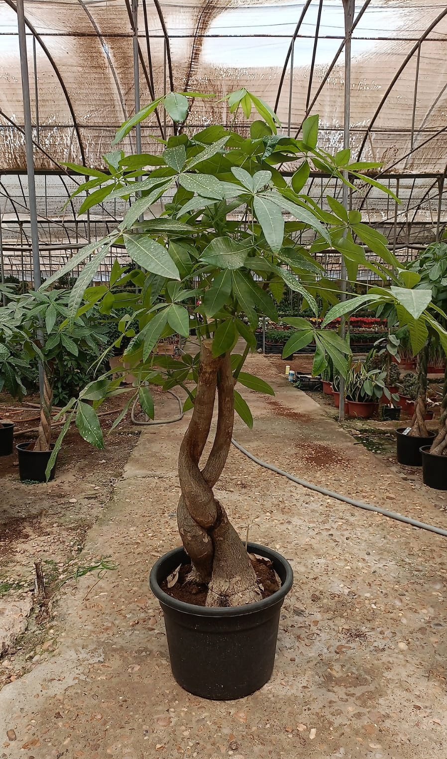 Crazy Money Tree - Image 2