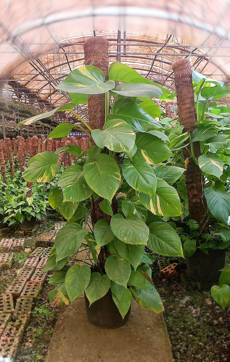 Giant Golden Pothos  - Image 2