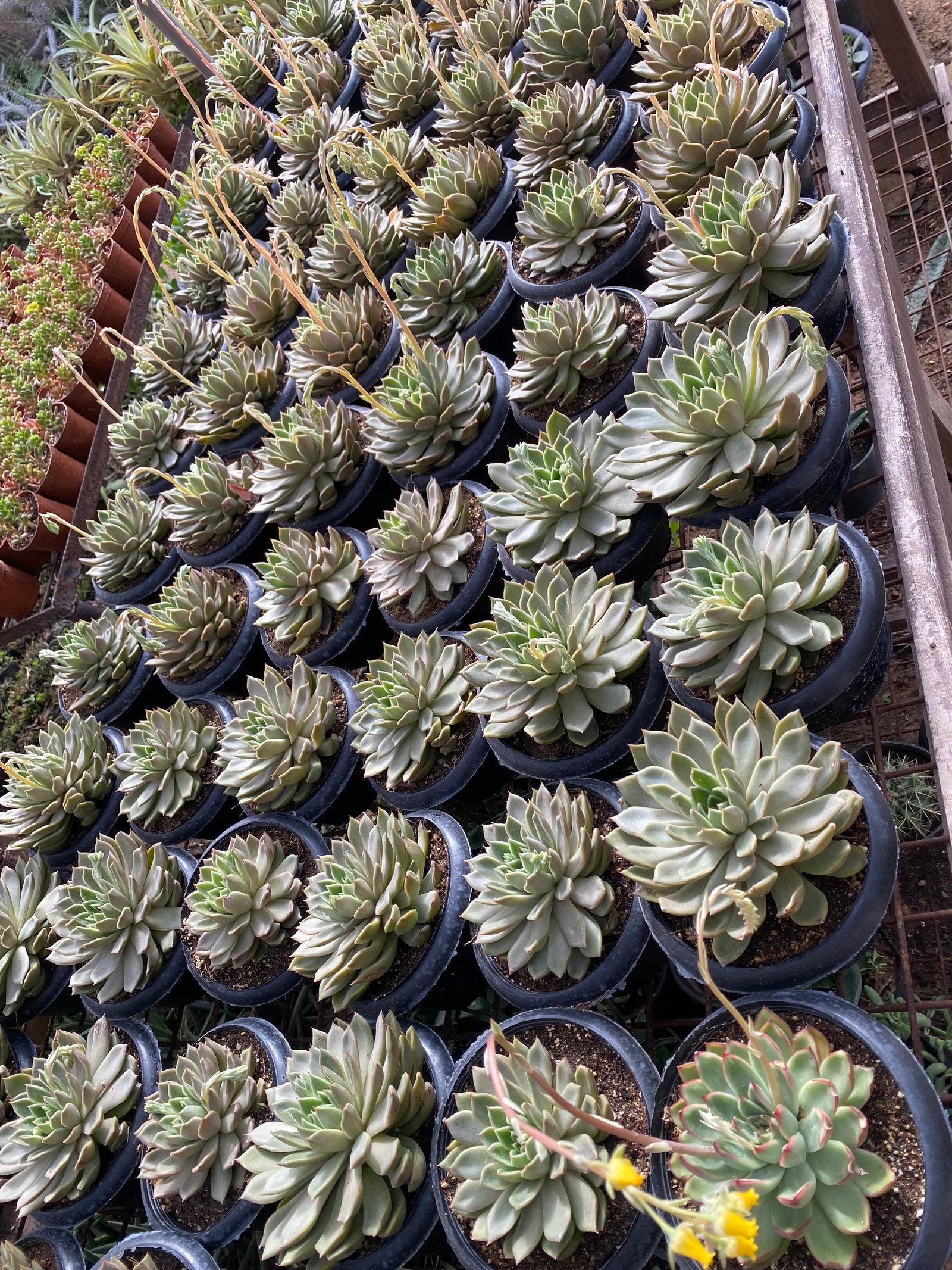 Jumbo Echeverias (1) - Image 3