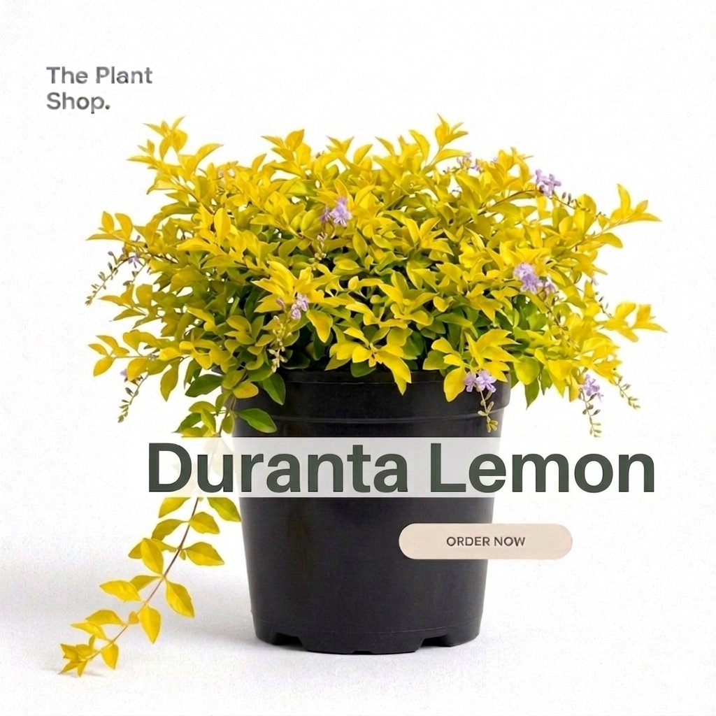 Duranta Lemon - Image 1