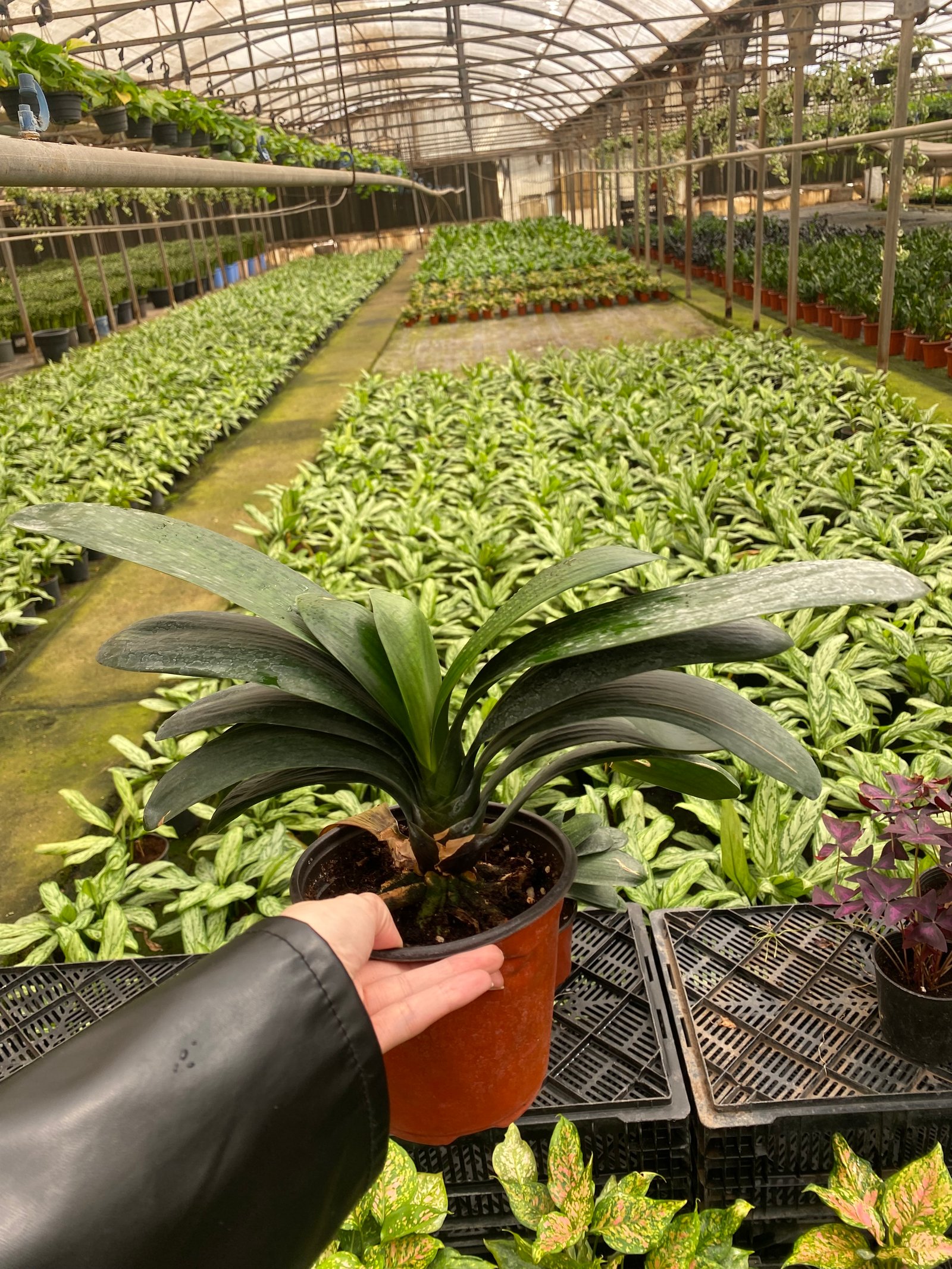 Clivia miniata - Image 2