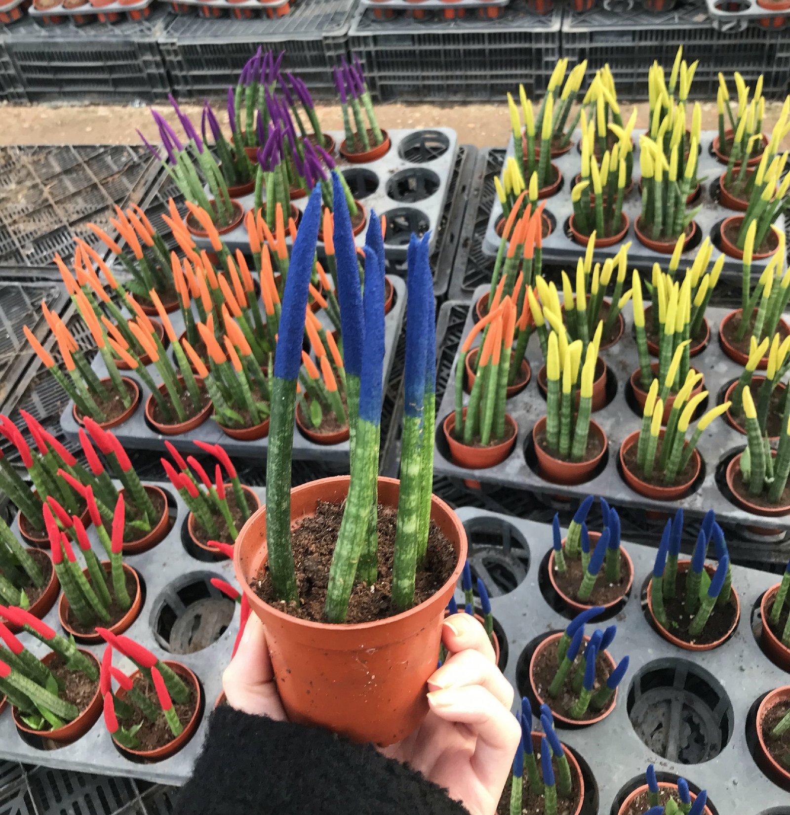 Spear Sansevieria - Image 4