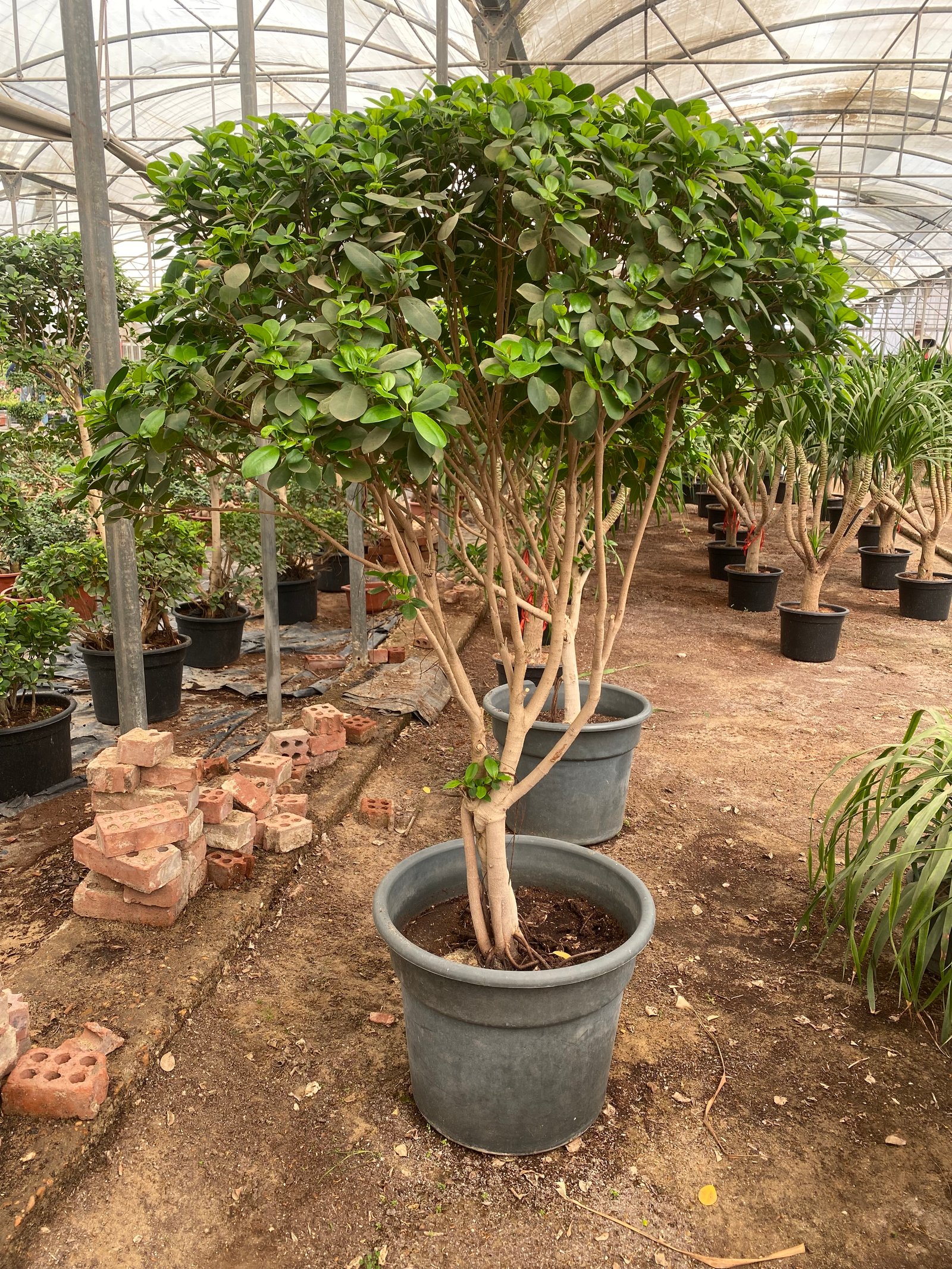 Ficus Panda - Image 8