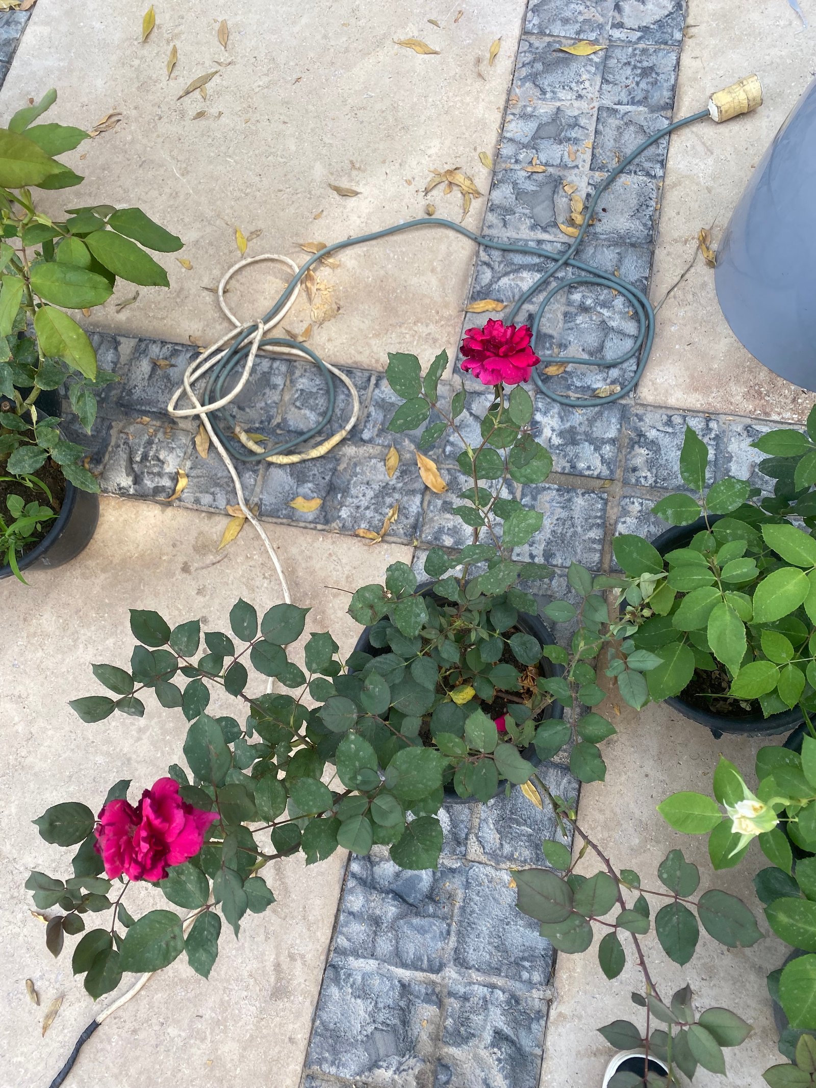 China rose - Image 6