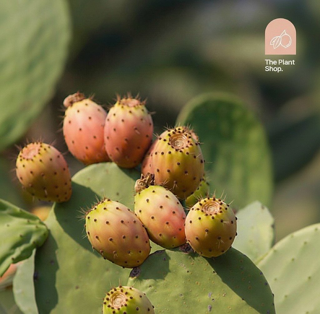 Pickly Pear  - Image 1