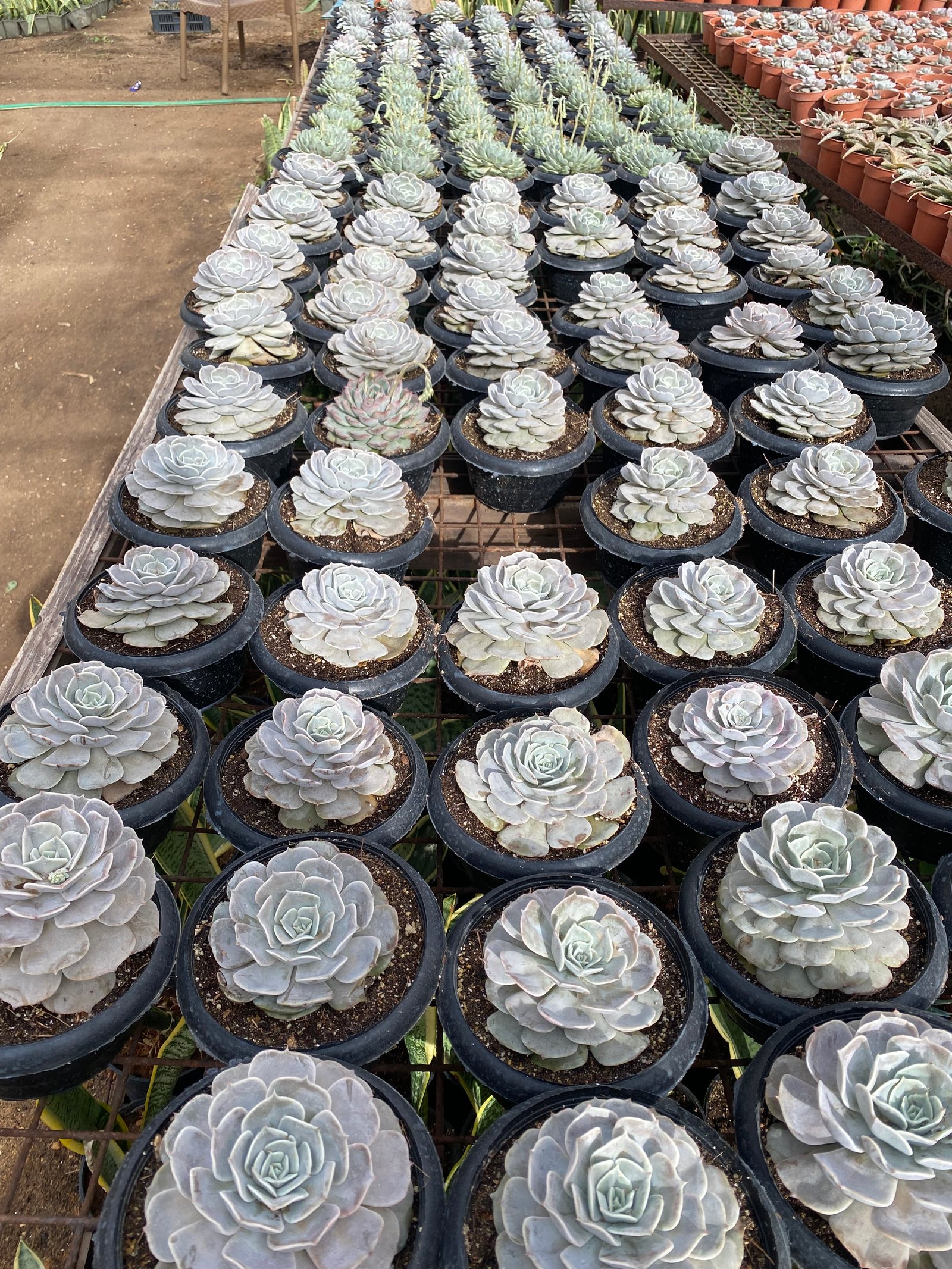 Jumbo Echeverias ( 4) - Image 3
