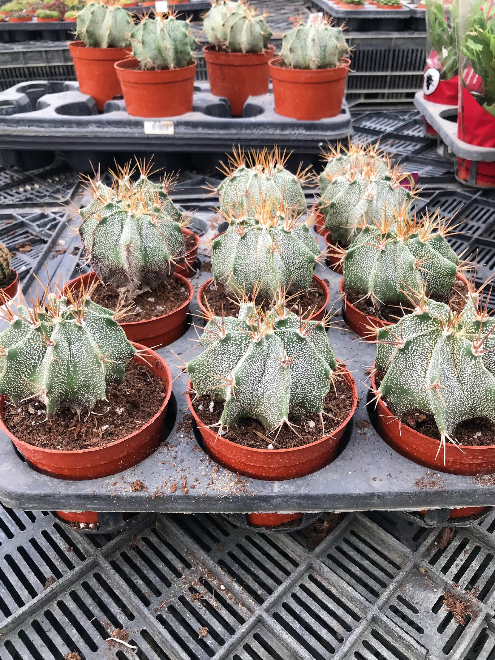 Astrophytum Ornatum - Image 2
