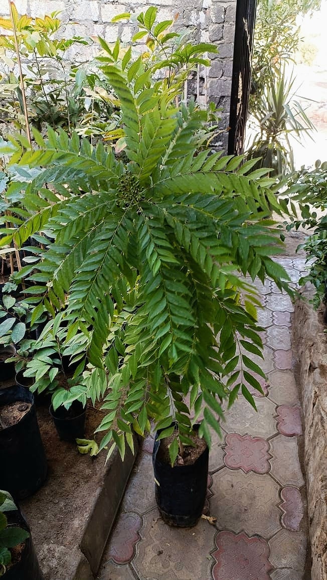 Curry Tree - Image 2