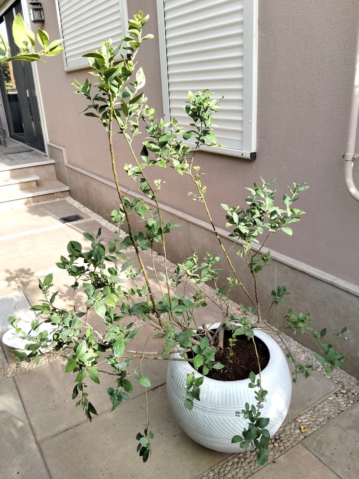 Blue berry Tree - Image 2