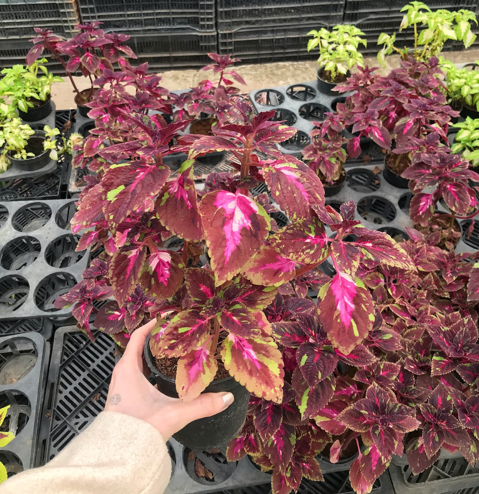 Coleus - Image 4